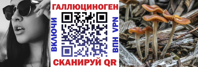 хочу наркоту  Ужур  Галлюциногенные грибы Psilocybine cubensis 